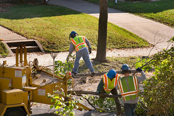 Large Tree Removal in Northampton, PA